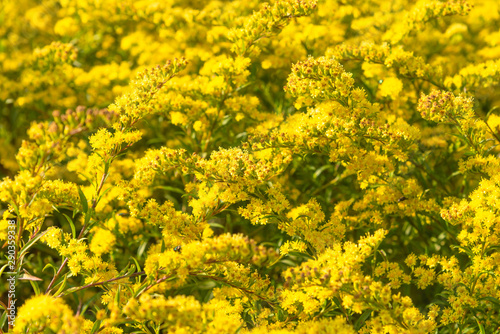 Solidago canadensis - Field of beautiful yellow flowers  close-up  floral background