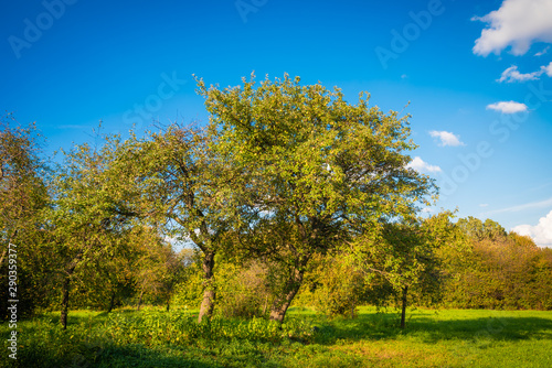 Beautiful autumn rural landscape - several apple trees with ripe apples on the branches and a line of trees with colorful leaves in the background