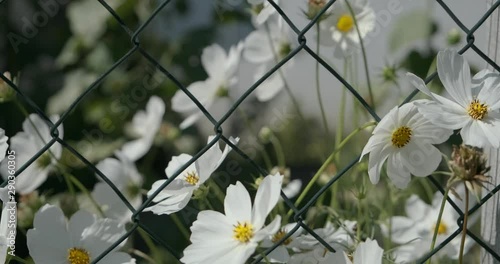 Kamerafahrt weiße Blumen 4k DCI