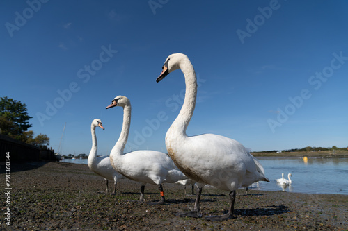 Large White Mute Swans of Hullbridge and Woodham Ferrers Battlebridge Basin on the River Crouch