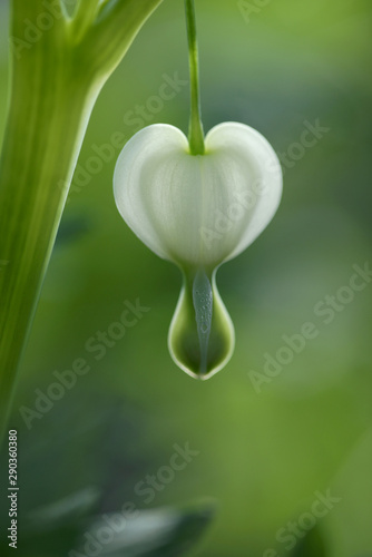 White bleeding heart