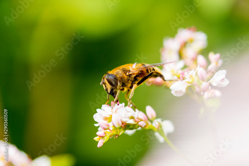 Bienen in Nahaufnahme - Bienenmakro © Chris
