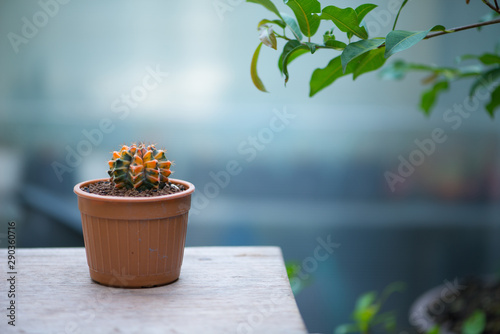 Gymnocalycium cactus in flower pot © khuntapol