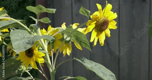 Kamerafahrt an Sonnenblume 2 4k DCI