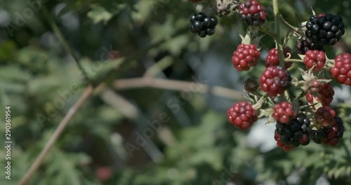 Kamerafahrt Brombeeren an Strauch 4k DCI