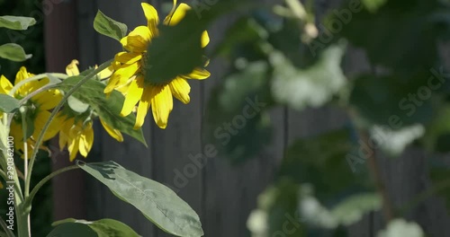 Kamerafahrt an Sonnenblume 4k DCI