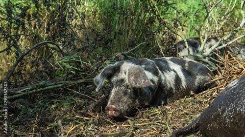 Happy  grey and black colored pig resting in the mud. Summertime in   sterlen Sweden