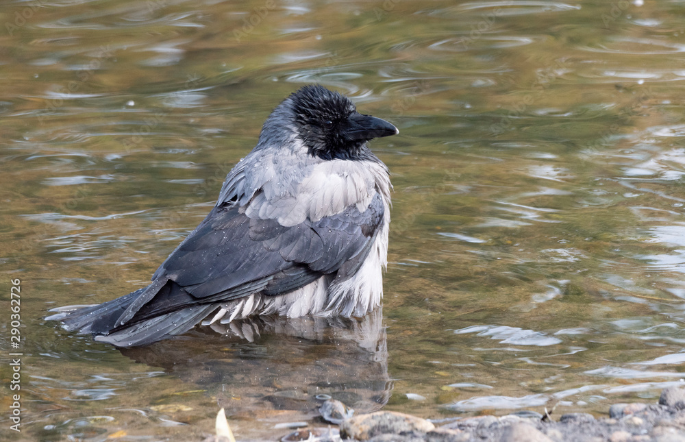 Obraz premium Black bird crow bathing In the lake