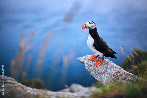 Beautifull portrait of Atlantic Puffin or Common Puffin. Bird in natural habitat on the island Runde, Norway. Wildlife scene.