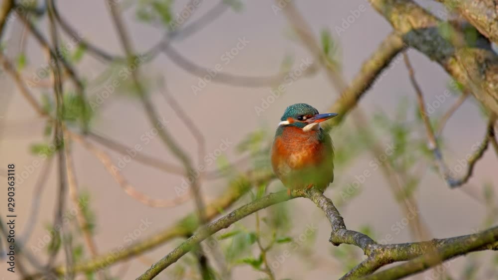 Common kingfisher (Alcedo atthis) Common kingfisher (Alcedo atthis)