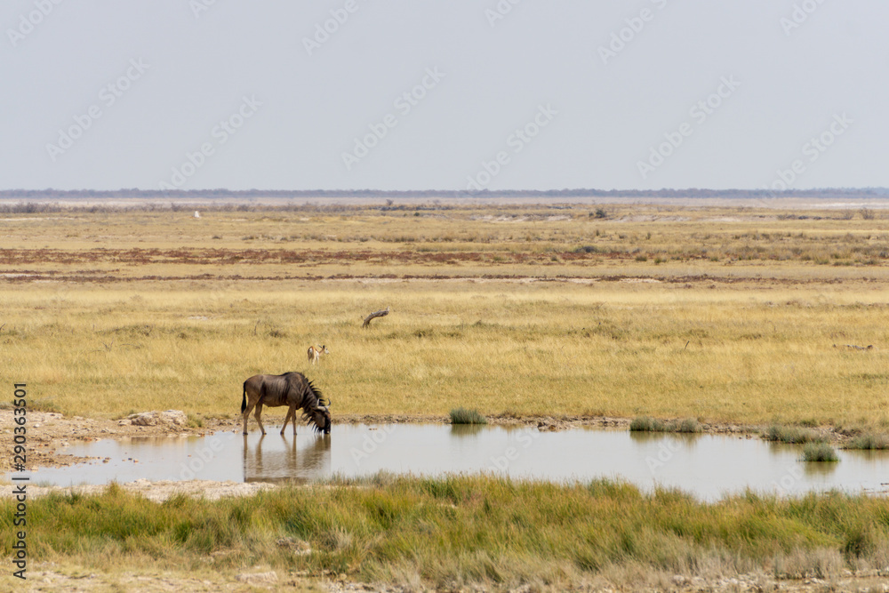 wildebeest drinking etosha wildlife safari