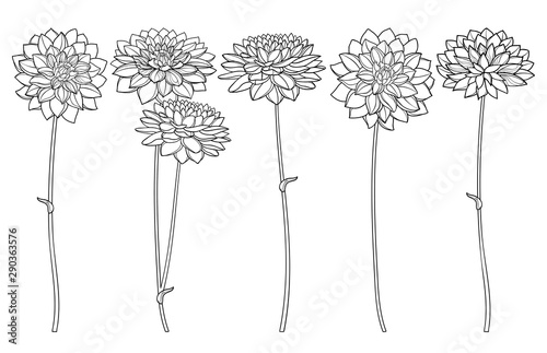 Set with outline ornate Dahlia or Dalia flower bunch in black isolated on white background. photo