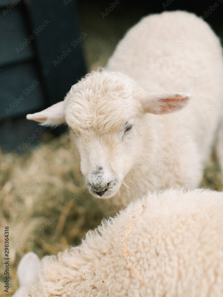 Baby lamb