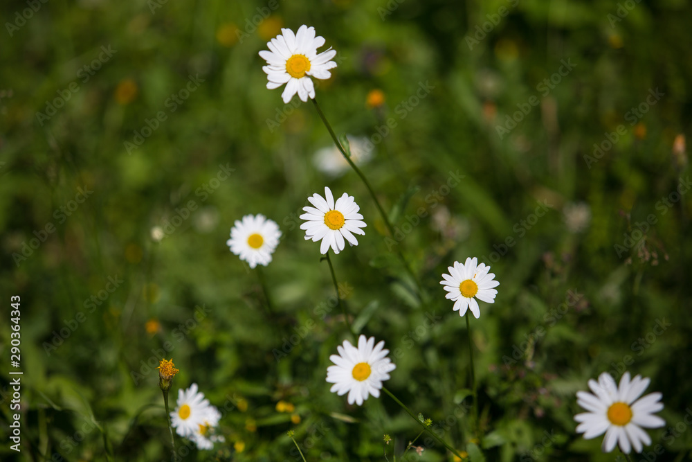 Fototapeta premium Flowers