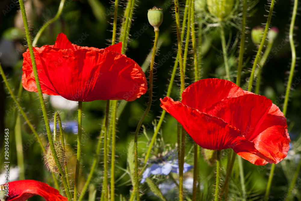 Obraz premium Mohnblüten