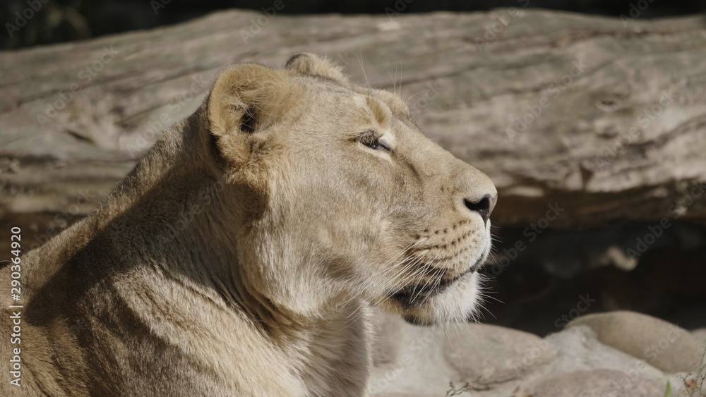 Obraz premium Portrait lioness basking in the warm sun after dinner