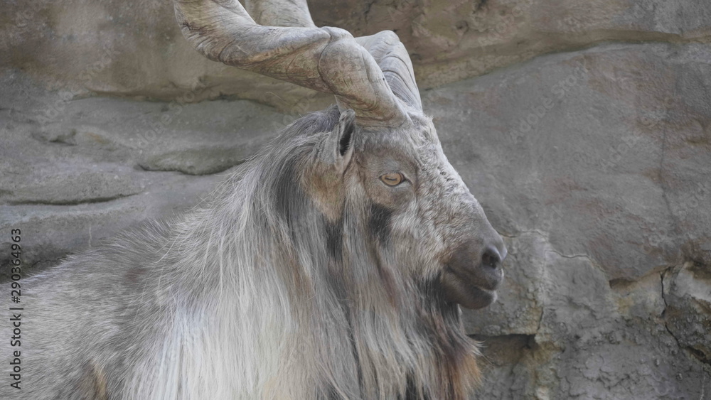 Beautiful mountain goat with helical long horns on the background of rocks Beautiful mountain goat with helical long horns on the background of rocks