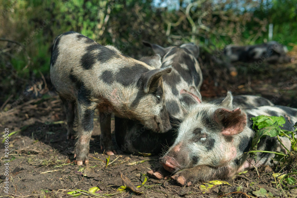 Happy Grey, black and brown Piglets playing around in the mud in Österlen Sweden Happy Grey, black and brown Piglets playing around in the mud in Österlen Sweden
