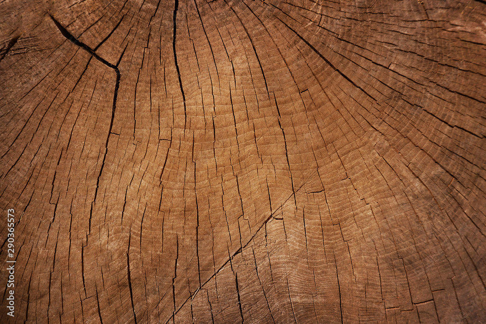 Fototapeta premium old wood texture