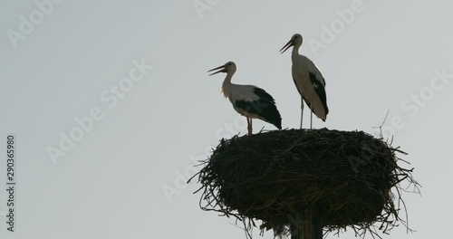 Zwei Junge Störche im Nest Blick in Himmel 4k DCI