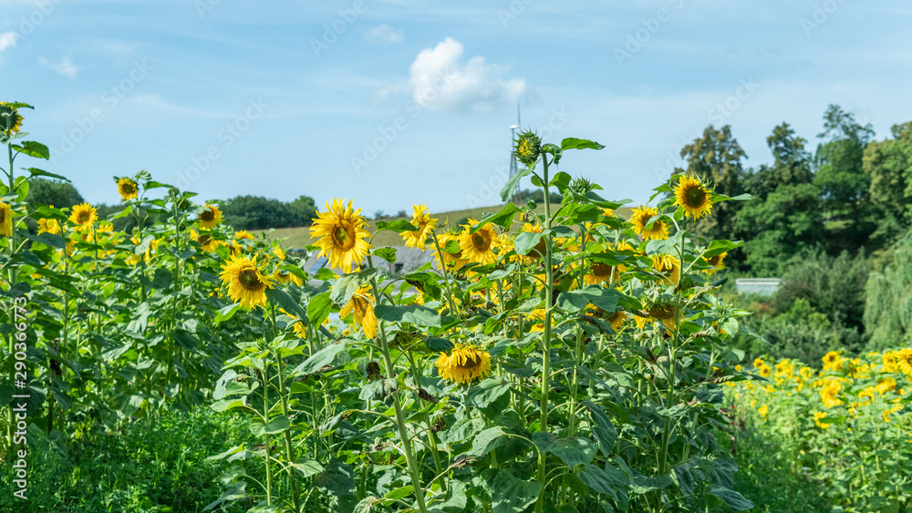 Beautiful sunflowers in the summertime. Blue sky in the background. Österlen, Sweden.