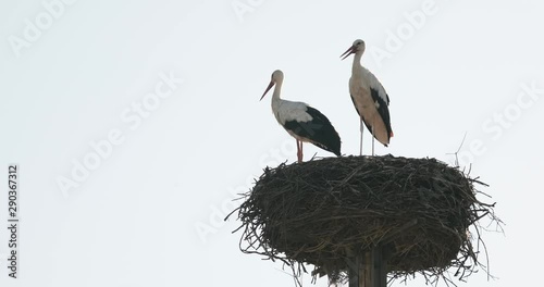 Zwei Junge Störche Abflug von Storchennest Blick in Himmel 4k DCI