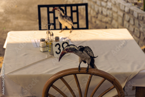 Southern yellow-billed hornbill (Tockus leucomelas) photo