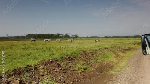 Un branco di zebre nella savana del Kenya photo