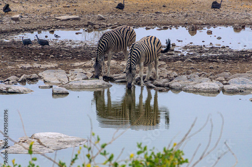 Three zebras drinking mirroring themselves in water
