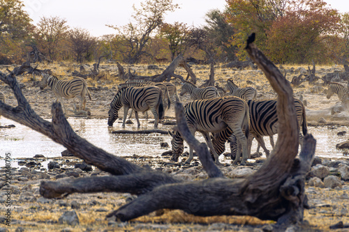 Zebras drinking water at sunset. Zebra mother and foal