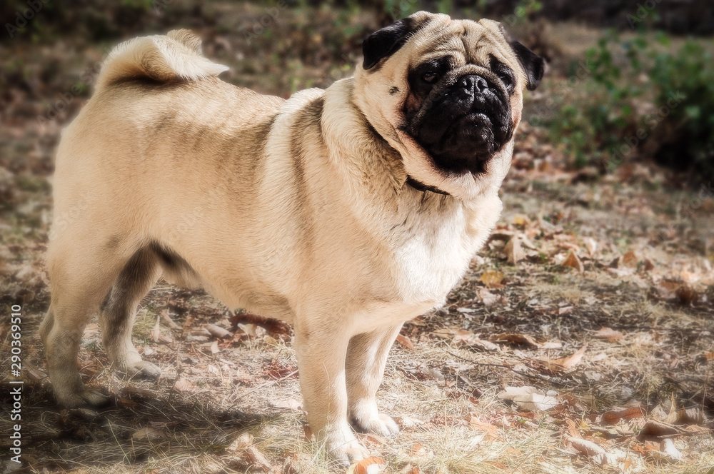 Close up face of Cute pug