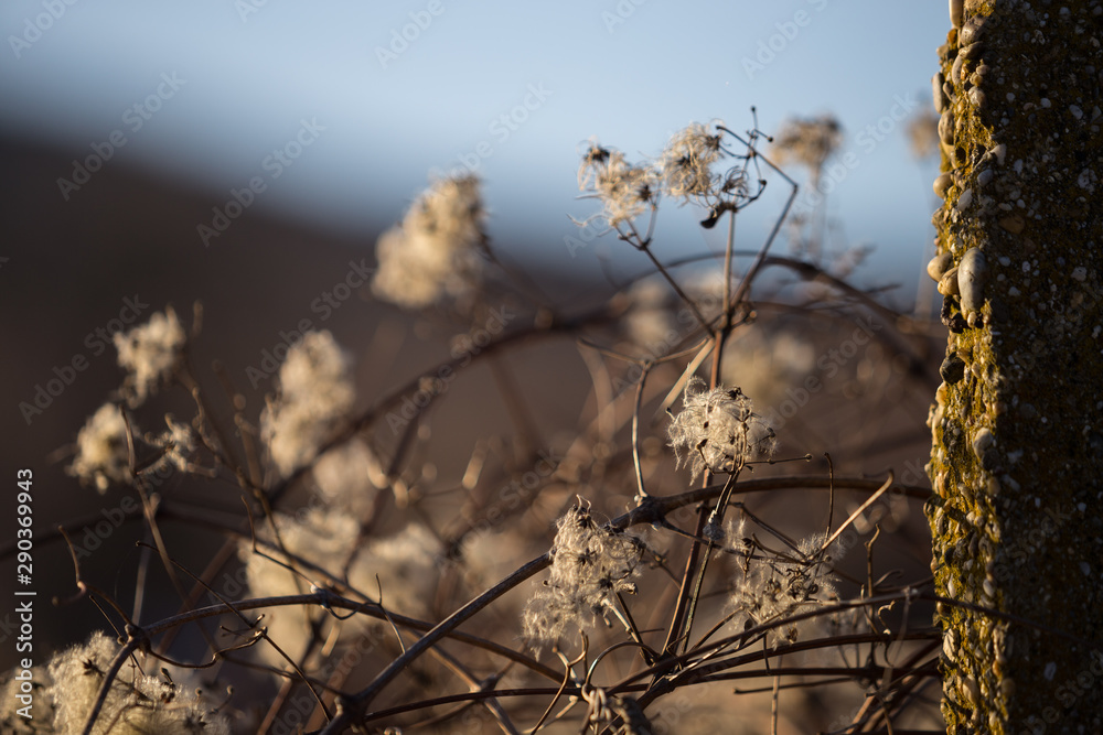 Bushes Bushes
