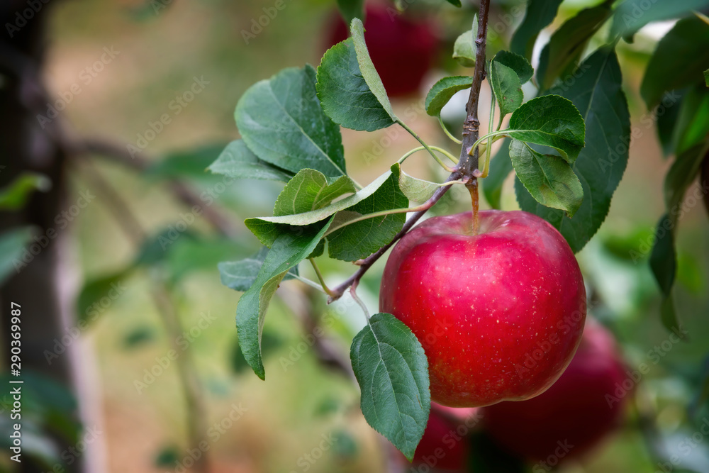 Honey crisp apple hangs ready for harvest Honey crisp apple hangs ready for harvest