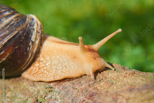 Snail crawling over old wood trunk. Selective focus. Low depth of field