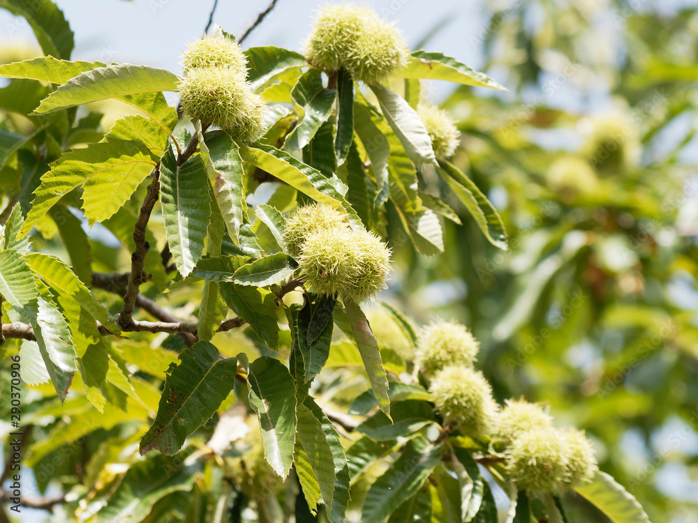 Sweet chestnut or castanea sativa with fruits in their husks with spiny cupules Sweet chestnut or castanea sativa with fruits in their husks with spiny cupules