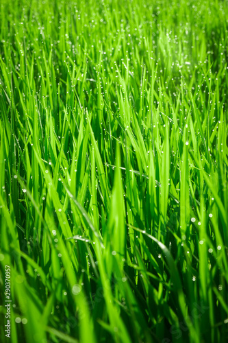 Green juicy grass close-up. Background of green young grass. Green grass background. Young growing rice