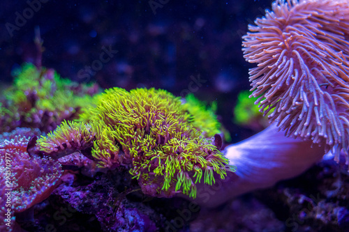 Valokuvatapetti green and pink corals on a blue background
