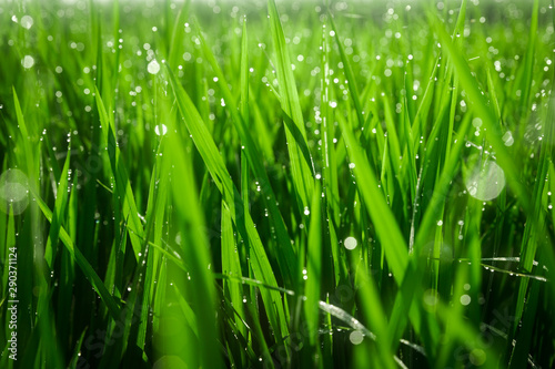 Green juicy grass close-up. Background of green young grass. Green grass background. Young growing rice