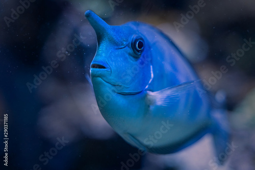 blue unicorn fish swimming under water