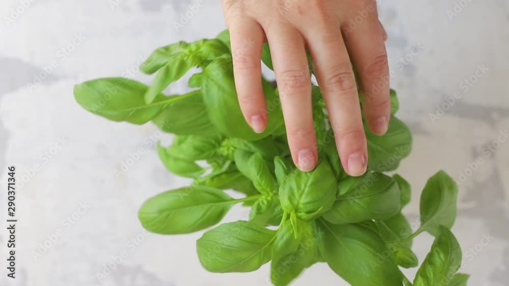 fresh basil leaves on ceramic background fresh basil leaves on ceramic background