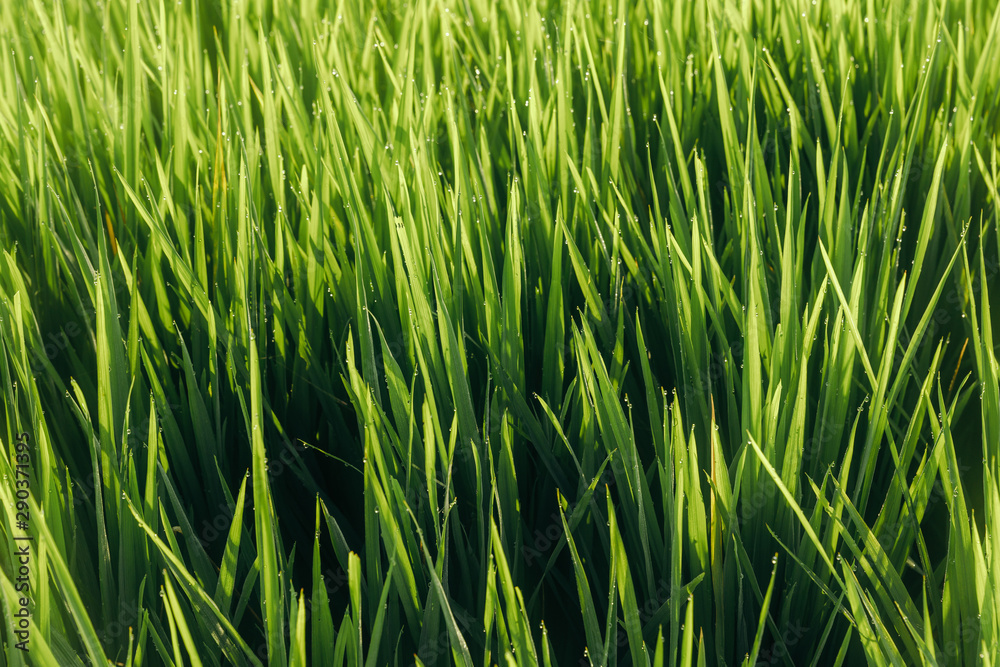 Green juicy grass close-up. Background of green young grass. Green grass background. Young growing rice Green juicy grass close-up. Background of green young grass. Green grass background. Young growing rice