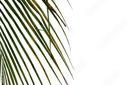 Coconut leaves on white isolated background for green foliage backdrop 