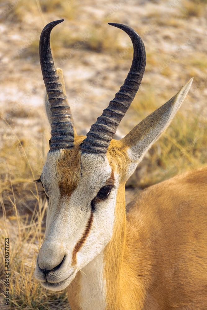springbock face portrait etosha namibia springbock face portrait etosha namibia
