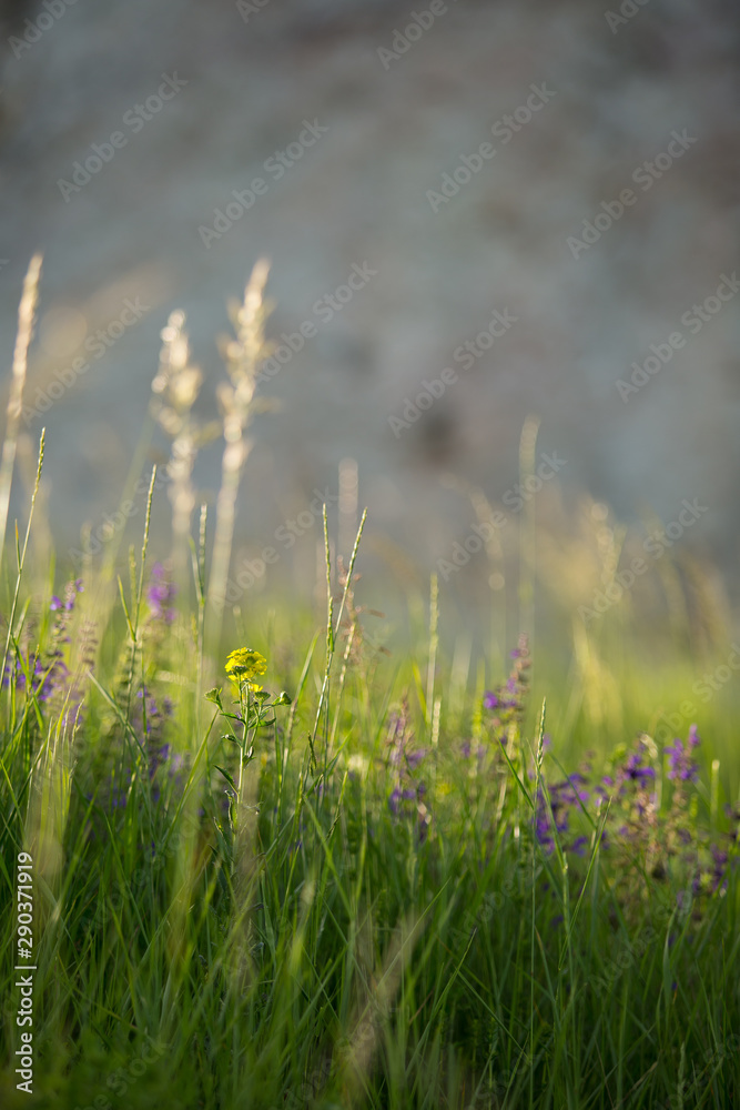 Meadow Meadow