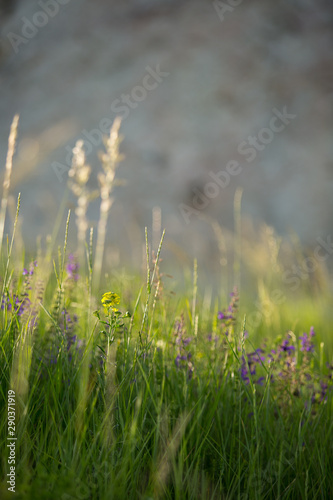 Meadow © Andrej