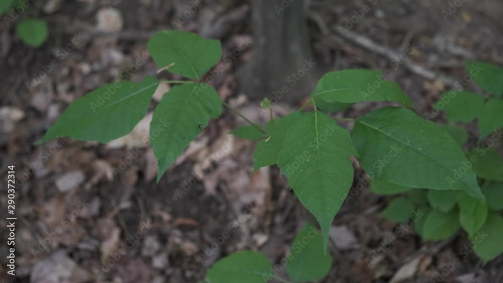 New leaves of a poison ivy vine sprout from this severe itchy rash inducing plant in Raleigh, North Carolina New leaves of a poison ivy vine sprout from this severe itchy rash inducing plant in Raleigh, North Carolina