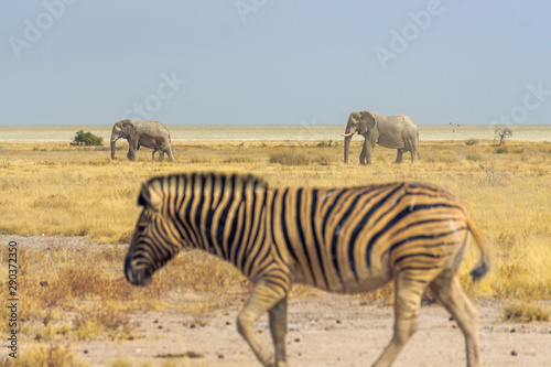 Fototapeta Naklejka Na Ścianę i Meble -  elephants walking etosha pan zebra