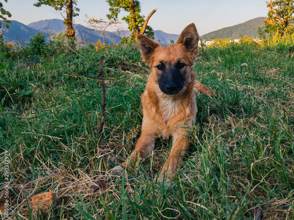 Naklejka premium A bright red stray dog lies on the green grass on a sunny summer day against a background of trees and a cloudless sky.