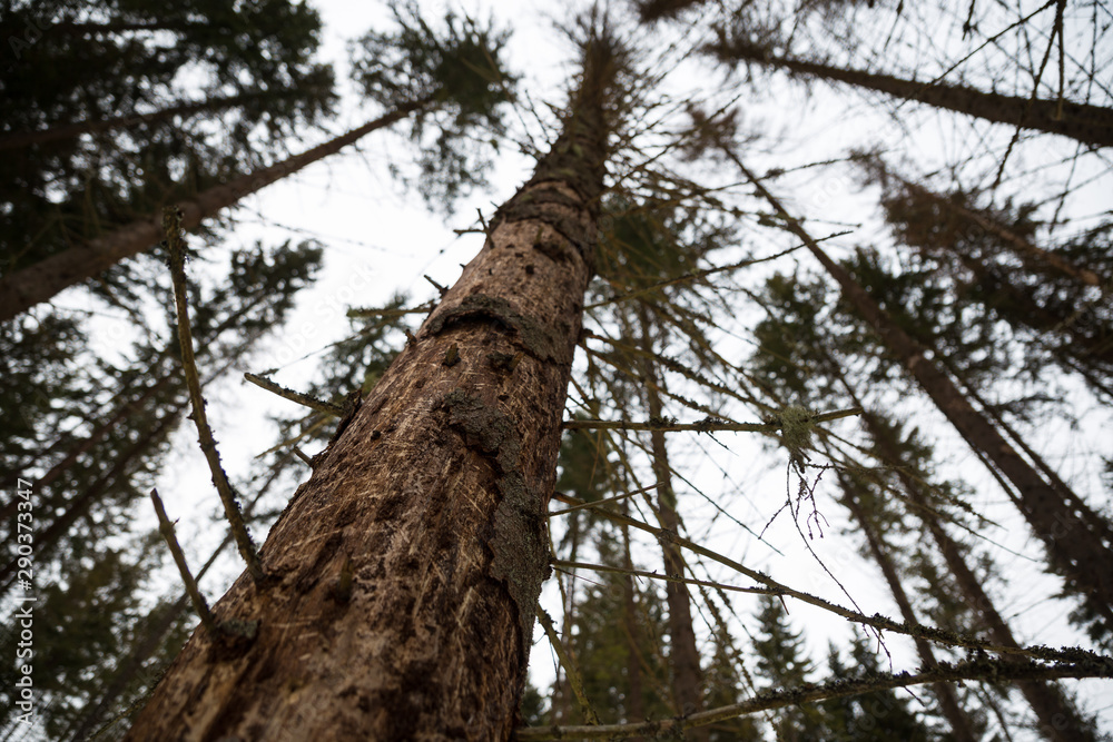 Fototapeta premium Bark beetle spruce