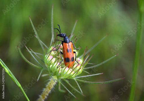 Blister beetle in Ankara, Turkey